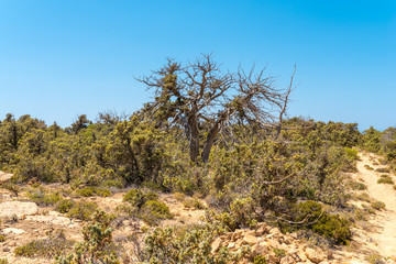 Fototapeta na wymiar Bizarr junipers and conifers at the Lafrakas beach on Gavdos