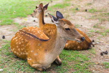 Two cute wild sika deer laying near each other on the ground on a hot summer day in Nara Public Park, Nara, Japan
