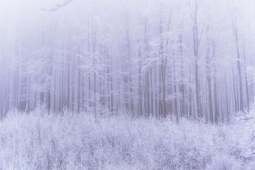 Winter landscape on the forest with fresh snow