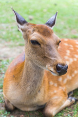 A closeup portrait of a cute wild sika deer with beautiful eyes laying on the ground on a hot summer day in Nara Public Park, Nara, Japan