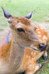 A closeup portrait of a cute wild sika deer with beautiful eyes laying on the ground on a hot summer day in Nara Public Park, Nara, Japan