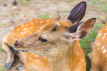 A closeup portrait of a cute wild sika deer with tiny velvet antlers laying on the ground on a hot summer day in Nara Public Park, Nara, Japan