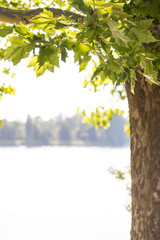 Baum am Rheinufer in Mainz im Sommer