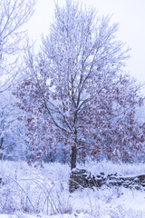 Mystic winter fog at the morning