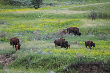Family of bison in Theodore Roosevelt National PArk
