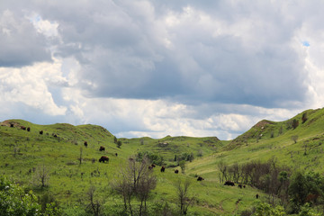 Herd of American bison in Theodore Roosevelt National Park, North Dakota © Bram