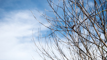 The tree does not have leaves and the sky is bright no. 2.