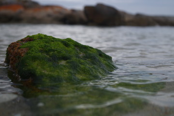 Small Rock Covered in Moss