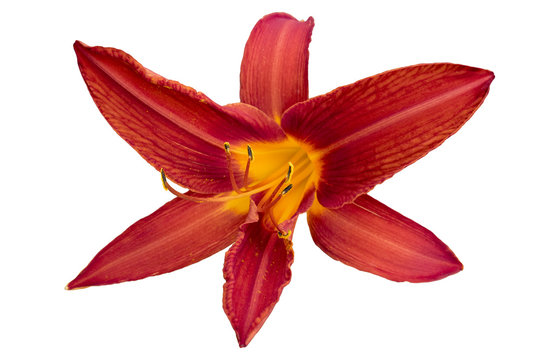 Red Day Lily 'Red Magic' flower isolated on white