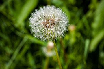 Taraxacum officinale on the green background