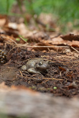 Crapaud accoucheur ou Alyte