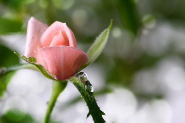 Macro pink rose, young flower close up view. Spring background. Selective focus.