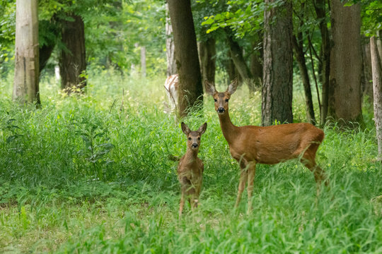Chevrette et son faon dans la for&ecirc;t
