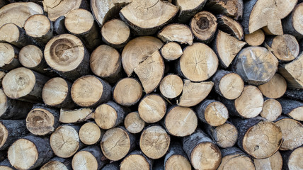 Sawn timber harvested in the woodpile