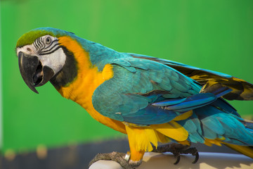 Blue-and-yellow macaw