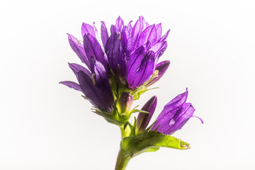 Clustered Bellflower - Inflorescence Isolated