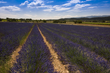 Obraz na płótnie Canvas Lavender fields between Roussillon and Rustrel. Vaucluse, Provence, France