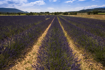 Fototapeta na wymiar Lavender fields between Roussillon and Rustrel. Vaucluse, Provence, France