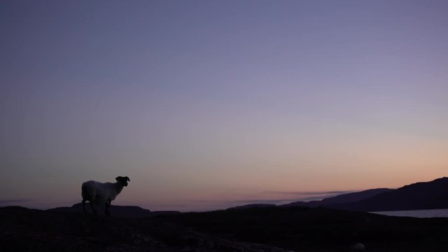 Silhouette d'un mouton au cr&eacute;puscule / Silhouette of a sheep in front of a loch