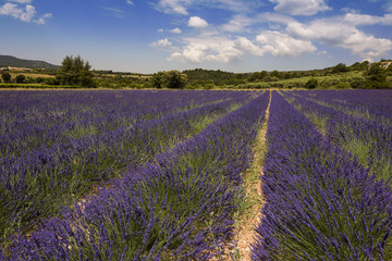 Naklejka na ściany i meble Lavender fields between Roussillon and Rustrel. Vaucluse, Provence, France