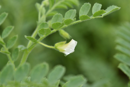 Floraison du pois chiche