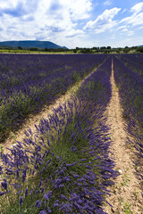 Fototapeta na wymiar Lavender fields between Roussillon and Rustrel. Vaucluse, Provence, France