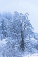 Fresh snow in the forest at the morning
