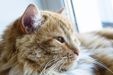 red fluffy cat lying on the window, closeup