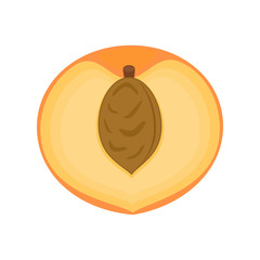 Half peach fruit. Vector illustration isolated on white backgrou