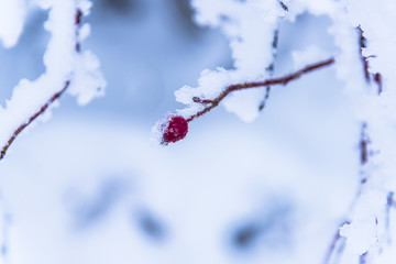 Fresh snow in the forest at the morning