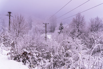 Fresh snow in the forest at the morning