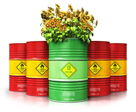 Green biofuel drum with sunflowers in front of red oil or gas barrels isolated on white