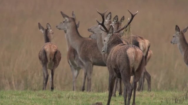 Gros plan cerf avec biches / Close shot of a stag with hints during the roar