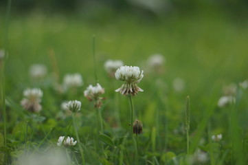 White clover and green grass 