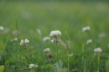White clover and green grass 