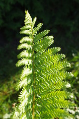 Bracken