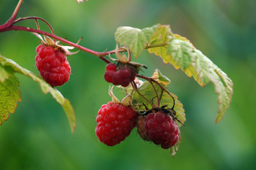 garden berries and fruits     