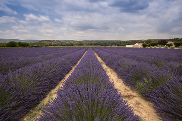 Naklejka na ściany i meble Lavender field at Coustellet. Vaucluse, Provence, France