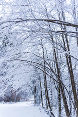 Winter snow trees