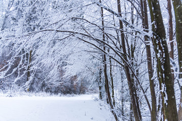 Winter snow trees