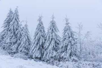 Naklejka premium Winter in the forest