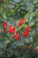 Home Garden Flowers