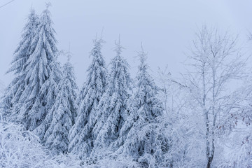 Winter in the forest