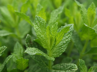 Makro von frischer Minze