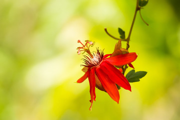 Red passion flower On a light green blurred background