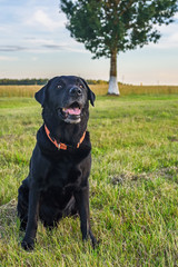 portrait of a black labrador walking in summer