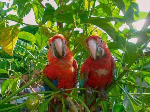the colors of the macaw