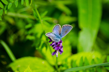 Schmetterling3