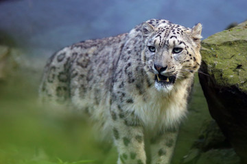 The snow leopard or ounce (Panthera uncia), portrait of the male.