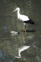 Dopellter KLapperstorch